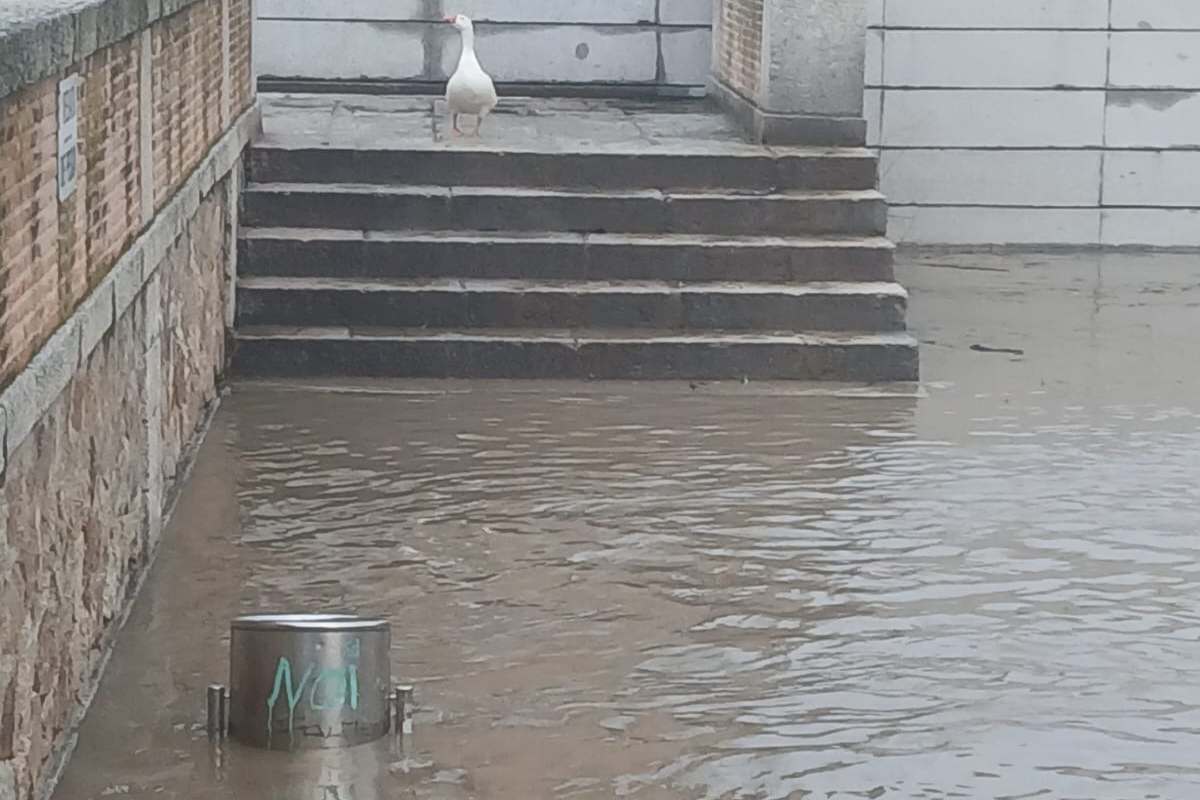 Imagen del Tajo en la zona del Barco de Pasaje en Toledo el 8 de febrero de 2026
