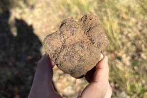 Trufa Molina de Aragón