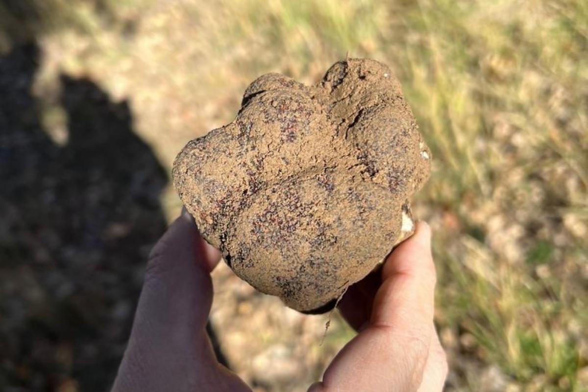 Trufa Molina de Aragón