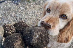 trufas