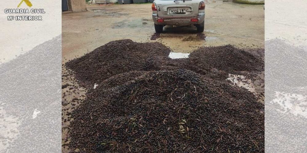 Aceituna robada en el Campo de Montiel