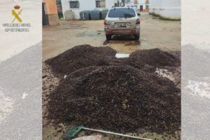 Aceituna robada en el Campo de Montiel