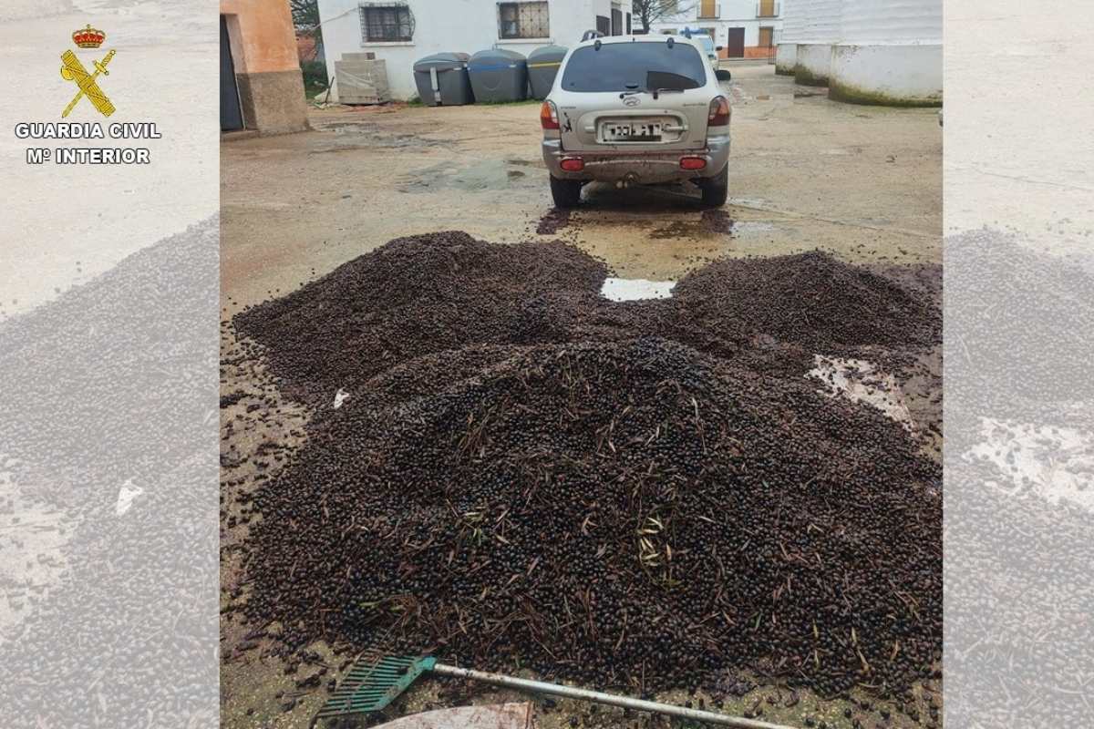 Aceituna robada en el Campo de Montiel