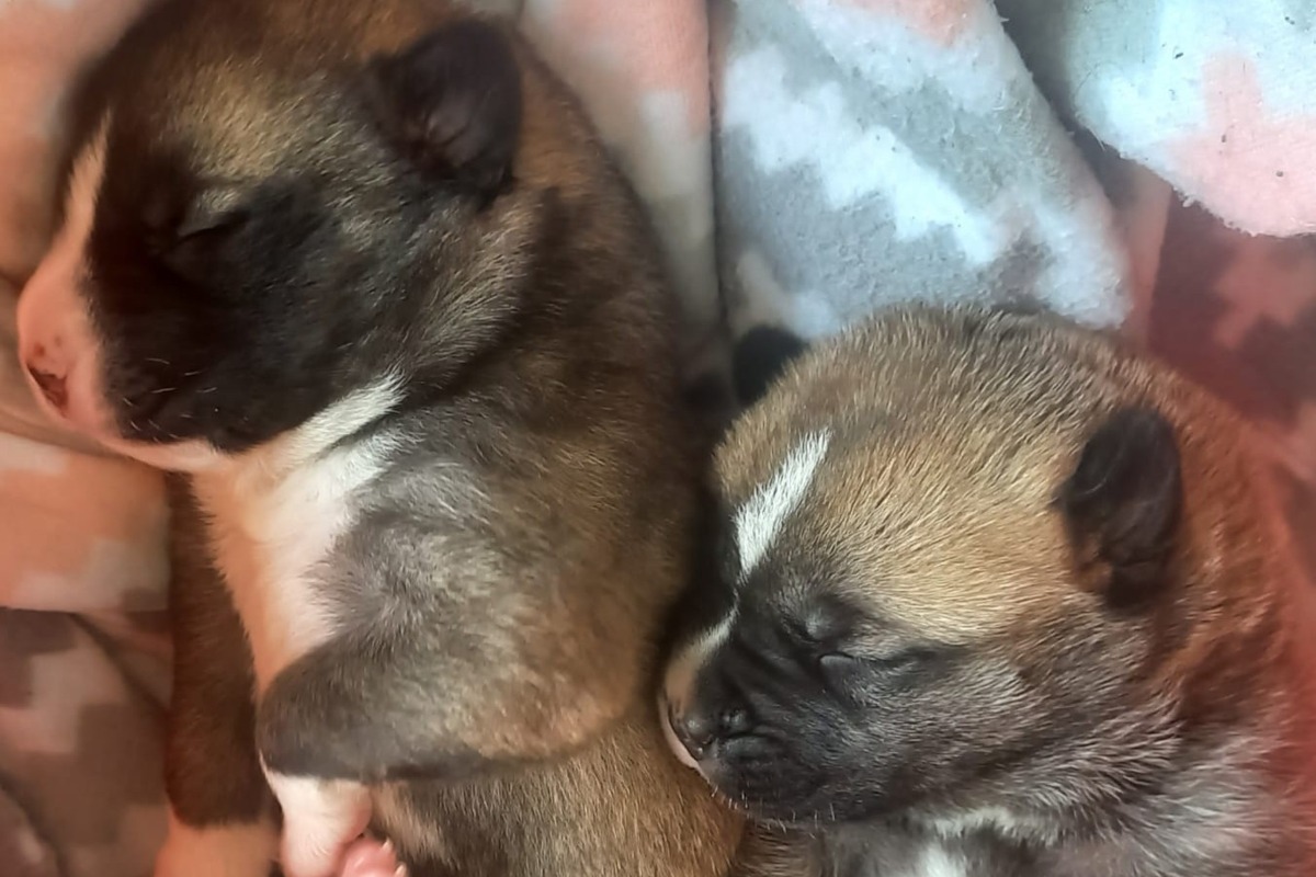 Cachorros rescatados por la Guardia Civil de Villarrobledo (Albacete)