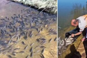Imagen de los peces atrapados en los charcos y de Sergio Ortega devolviéndolos al embalse