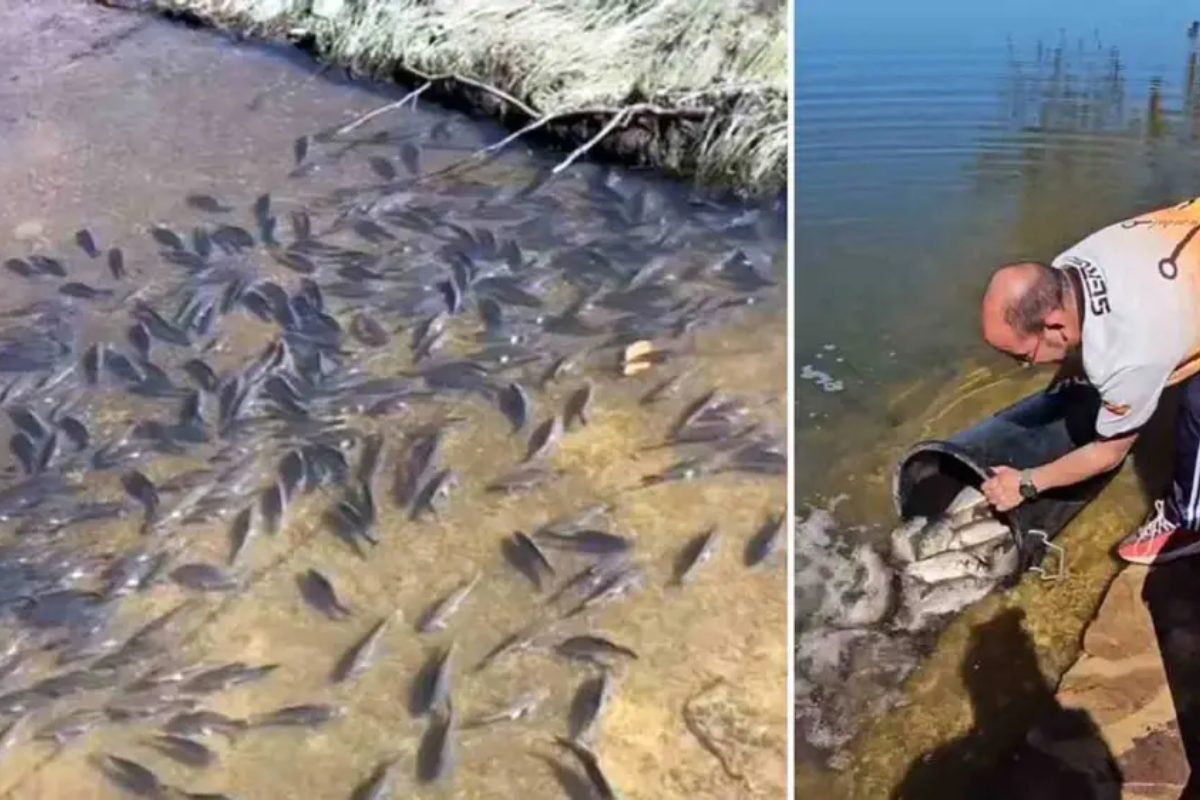 Imagen de los peces atrapados en los charcos y de Sergio Ortega devolviéndolos al embalse