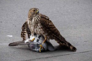 Imagen de un halcón peregrino cazando a una paloma en una ciudad