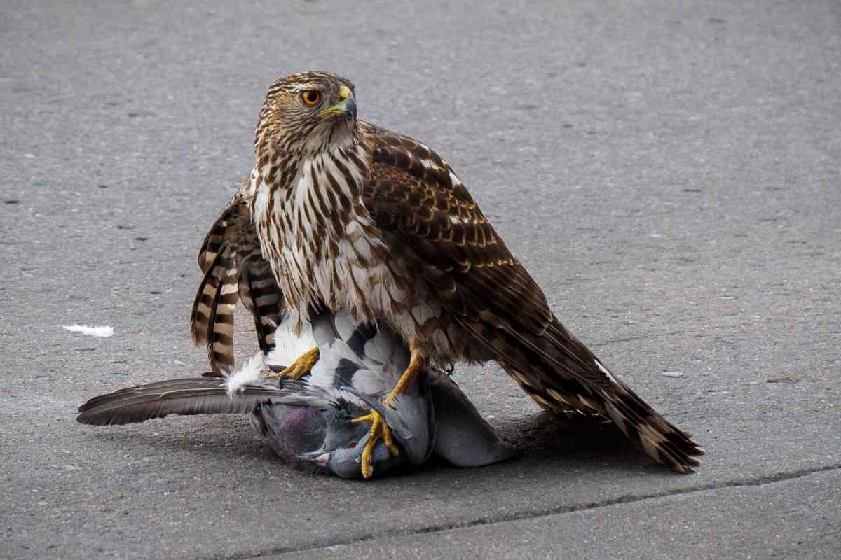 Imagen de un halcón peregrino cazando a una paloma en una ciudad