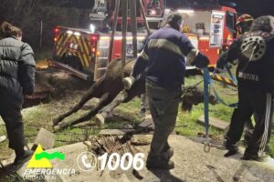 Imagen del rescate del equino