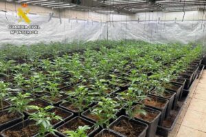 Interior de la plantación