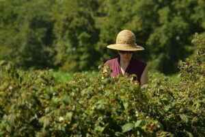 Mujer trabajando en el campo