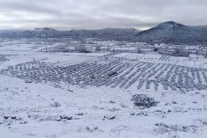 Nevada en los términos municipales de Albaladejo y Villanueva de la Fuente - Foto: Miguel Ángel Fresneda (Los 23 del Campo de Montiel)