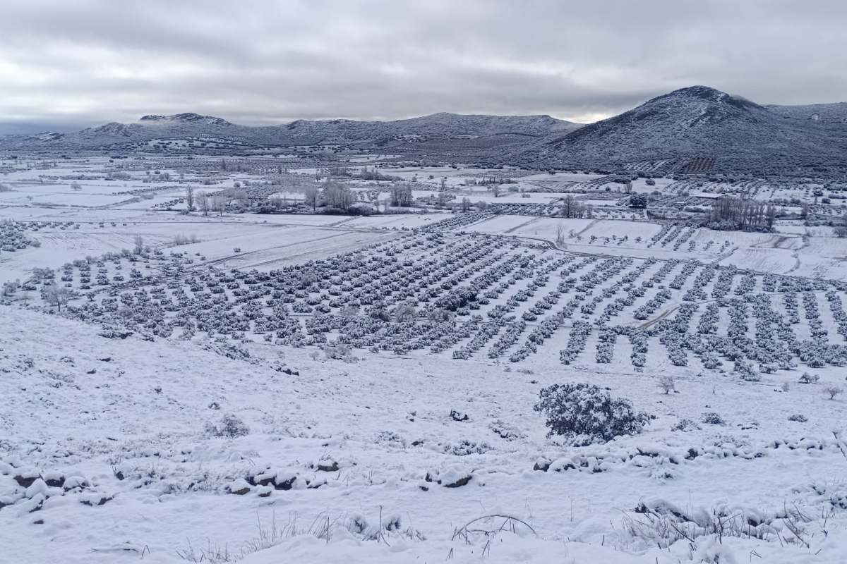 Nevada en los términos municipales de Albaladejo y Villanueva de la Fuente - Foto: Miguel Ángel Fresneda (Los 23 del Campo de Montiel)