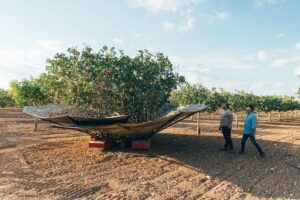 Recolección de pistachos