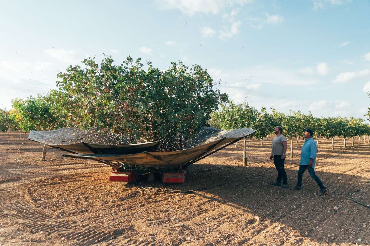 Recolección de pistachos