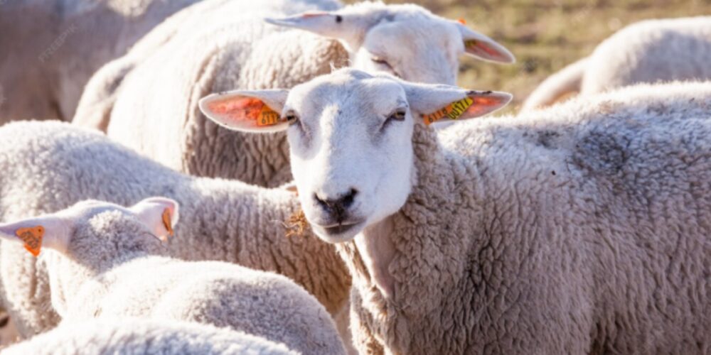 Ganadería ovina. Imagen de archivo