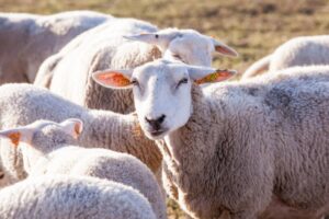 Ganadería ovina. Imagen de archivo