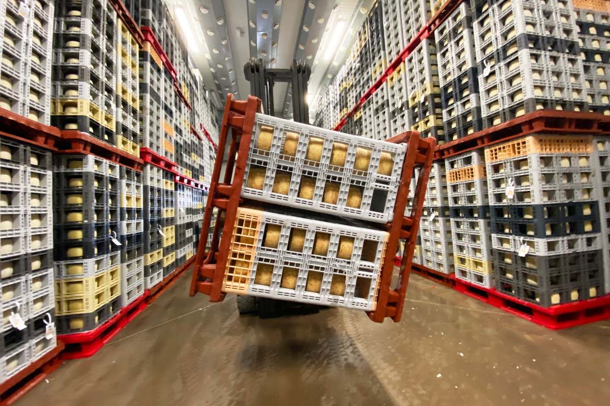 Un operario voltea un palé quesos en el secadero de la fábrica Don Apolonio en Malagón