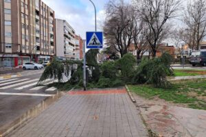 Árbol caído en una calle por el fuerte viento.