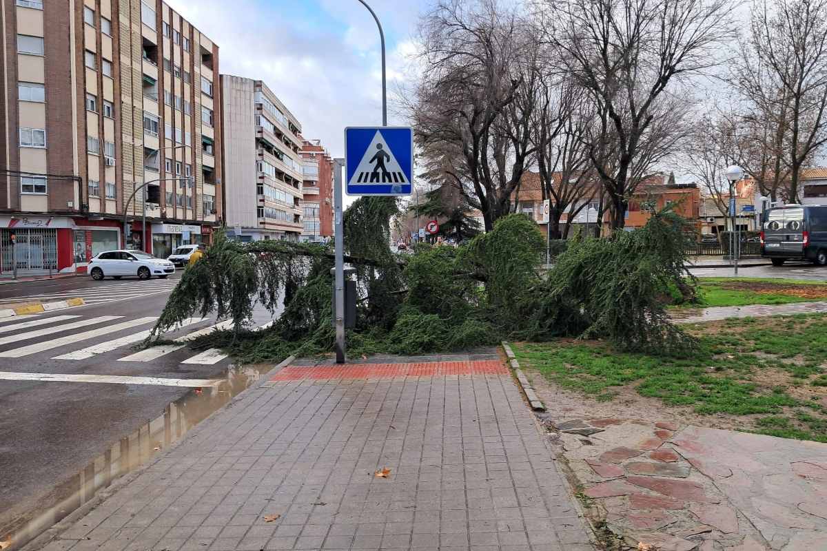 Árbol caído en una calle por el fuerte viento.