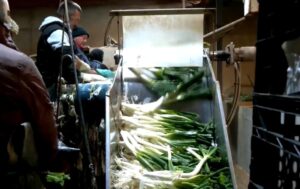 Último paso del calçot que se produce en Consuegra.