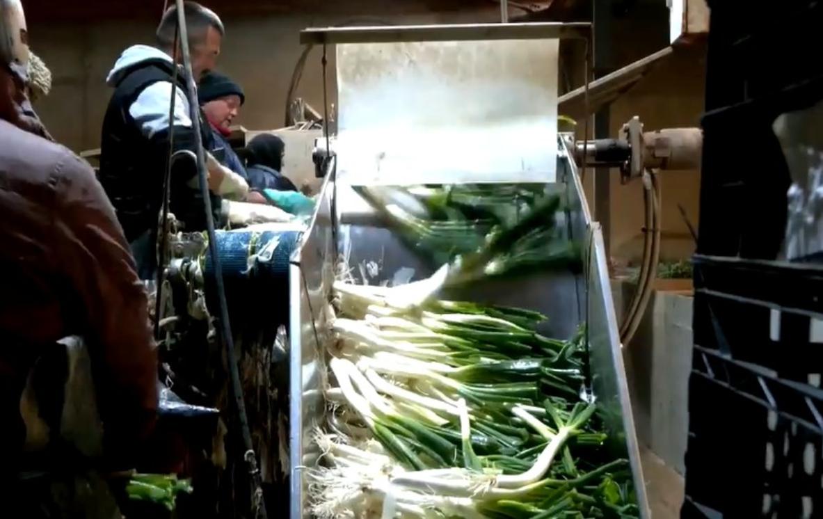 Último paso del calçot que se produce en Consuegra.