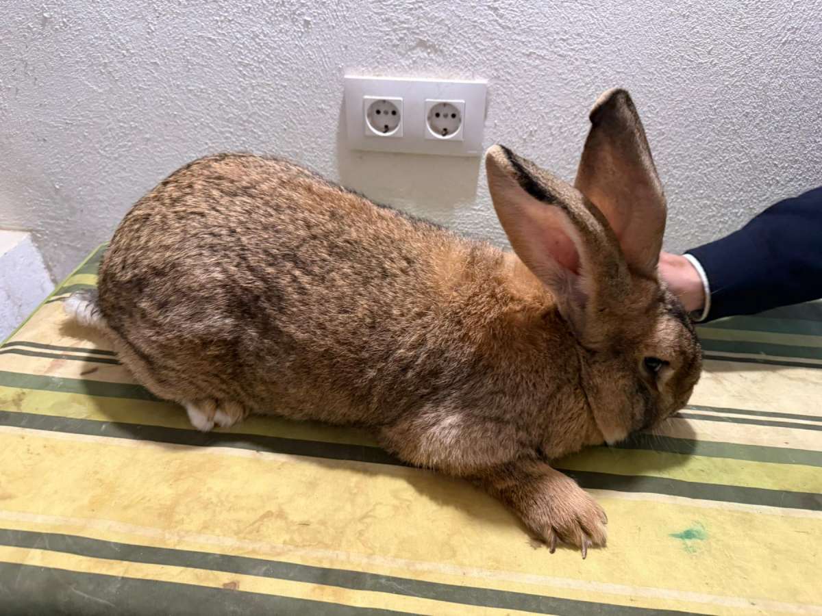 conejo gigante de España