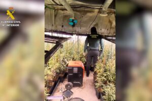 La Guardia Civil incauta 1.500 plantas de marihuana en Hormigos (Toledo)