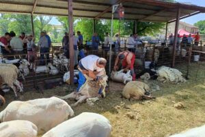 Feria Ganado Hiendelaencina