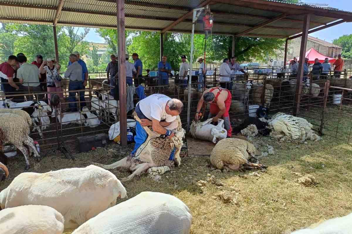 Feria Ganado Hiendelaencina