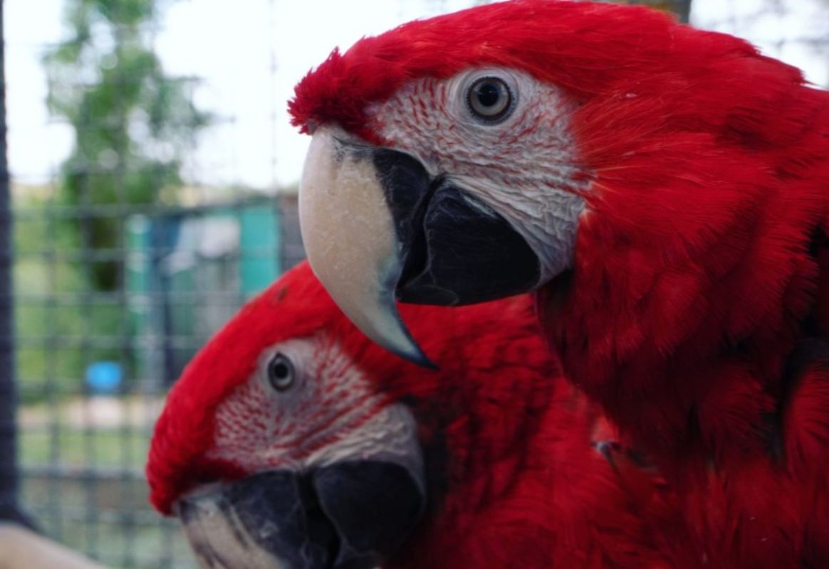 Un ejemplar de guacamayo rojo.