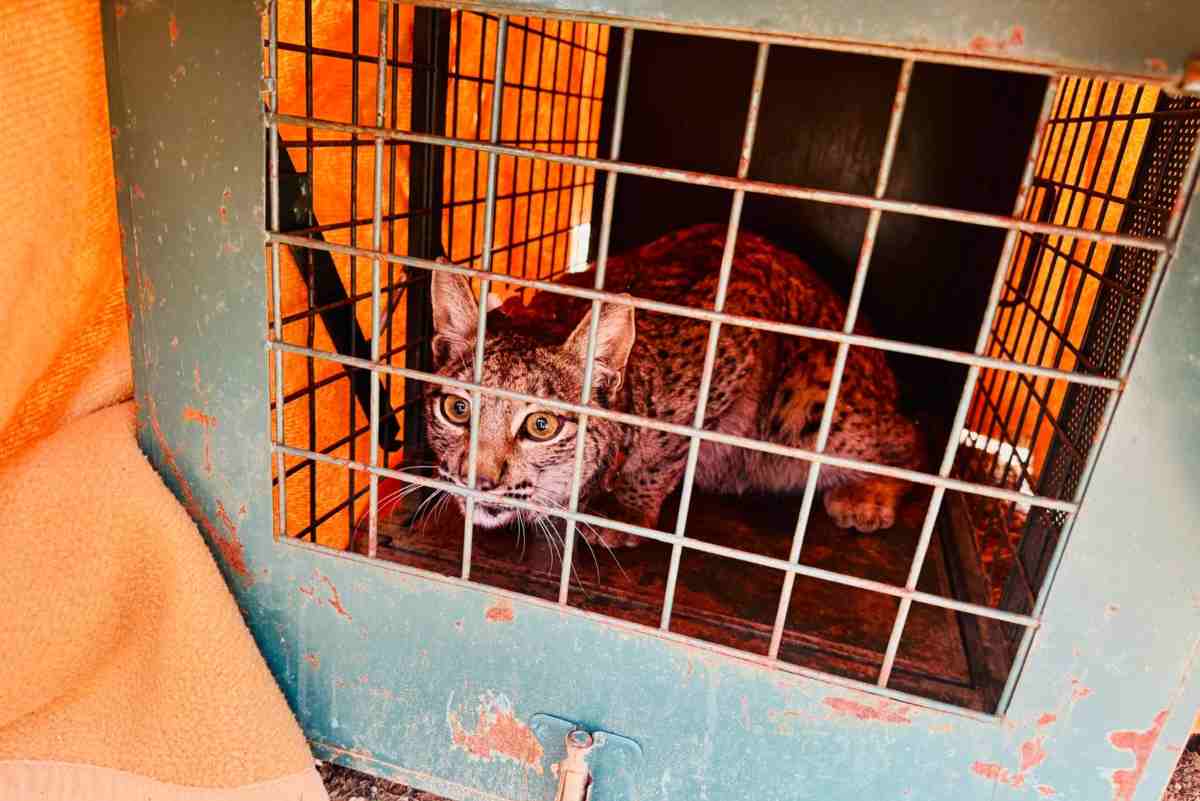 Uno de los linces que va a ser liberado en Cuenca.