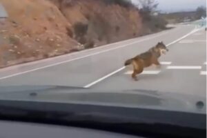 Lobos cerca de Puebla de Beleña