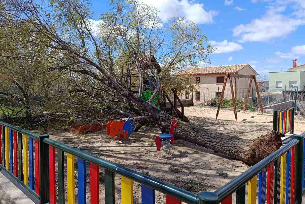 Olmo caído en Castilforte Foto: Ayto Castilforte