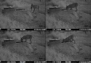 Secuencia de una hembra de lince ibérico mojando a su presa —un conejo— en agua, en un abrevadero de ganado, en Los Montes de Toledo (España).