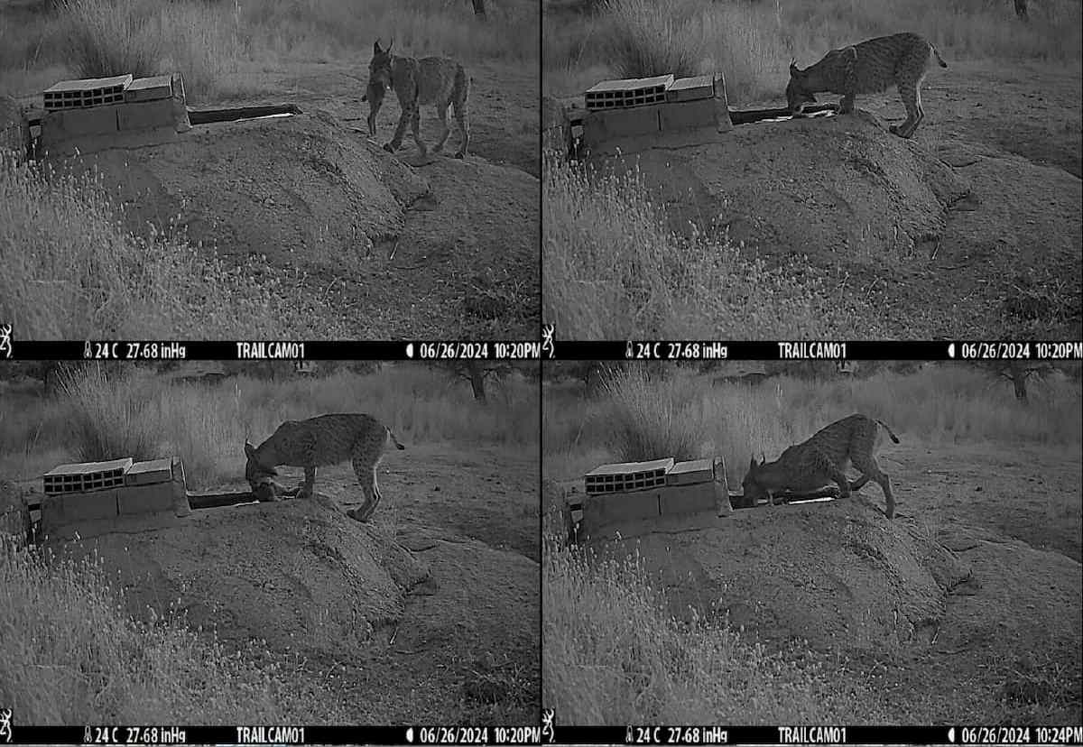 Secuencia de una hembra de lince ibérico mojando a su presa —un conejo— en agua, en un abrevadero de ganado, en Los Montes de Toledo (España).