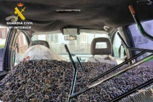 Robo de aceituna en la provincia de Toledo.