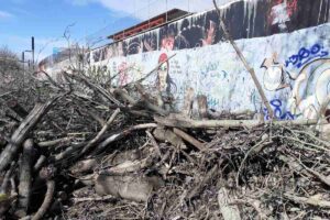 Árboles talados en Talavera. Foto: Esparvel