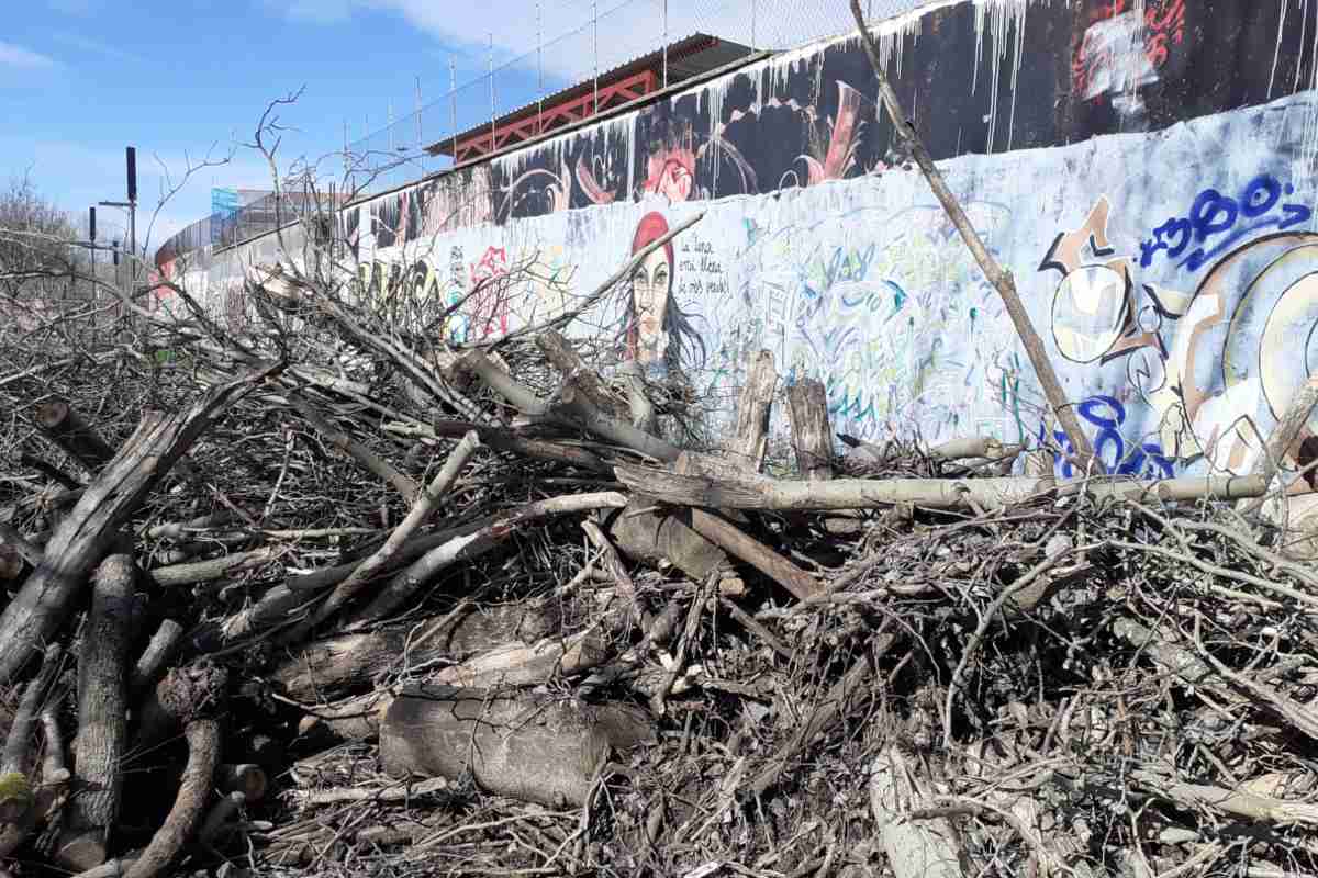 Árboles talados en Talavera. Foto: Esparvel