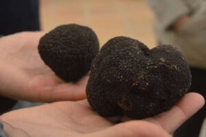 trufa negra