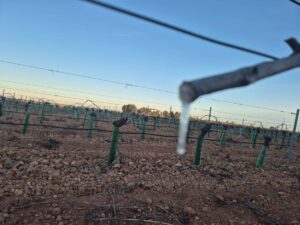 viñas heladas