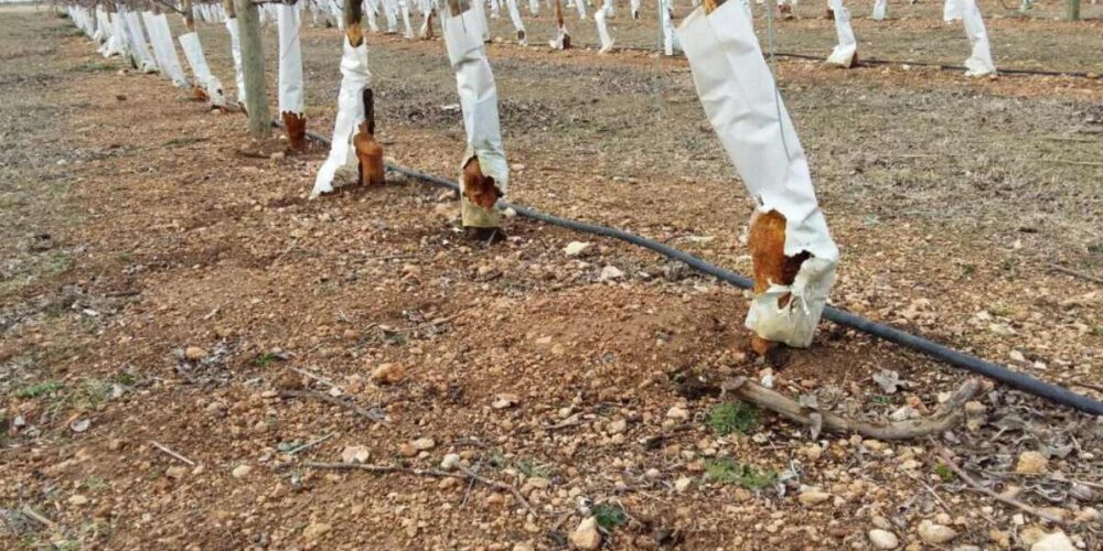 Cultivos afectados por la plaga de conejos en La Mancha