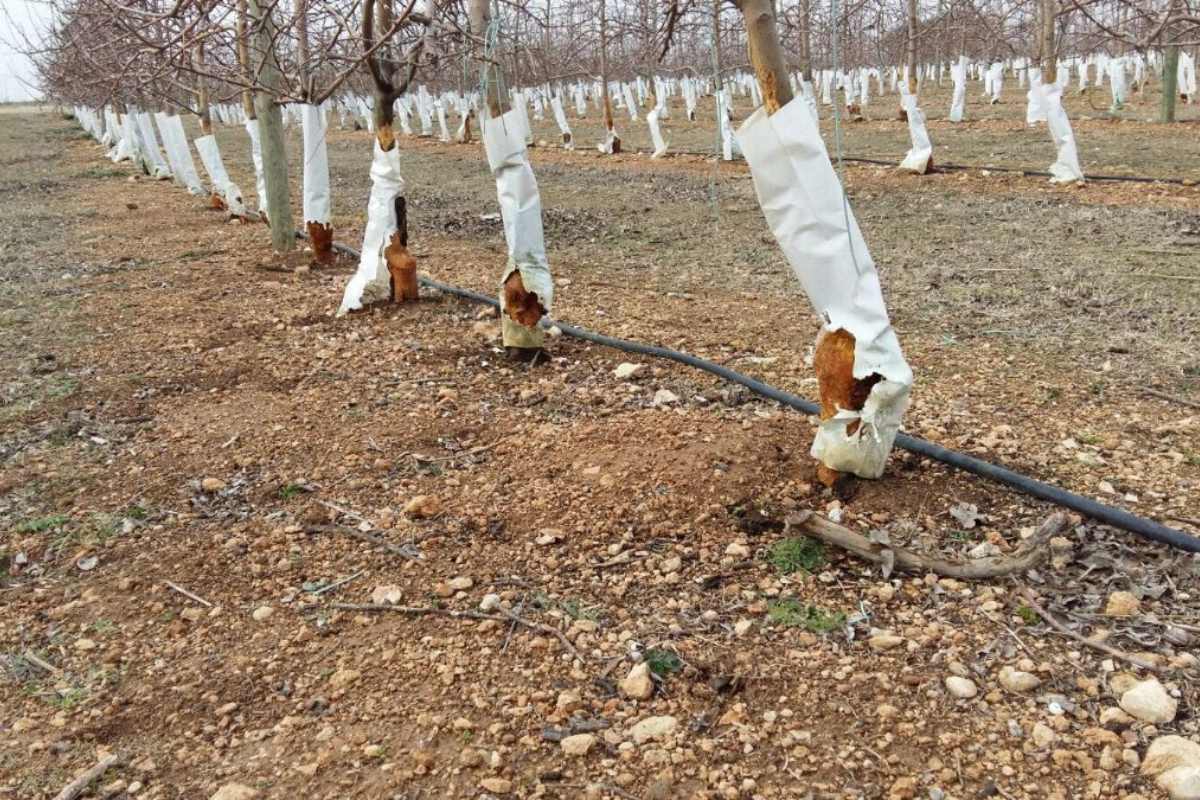 Cultivos afectados por la plaga de conejos en La Mancha