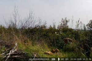 Imagen de la hembra y los dos cachorros captados por una cámara de fototrampeo