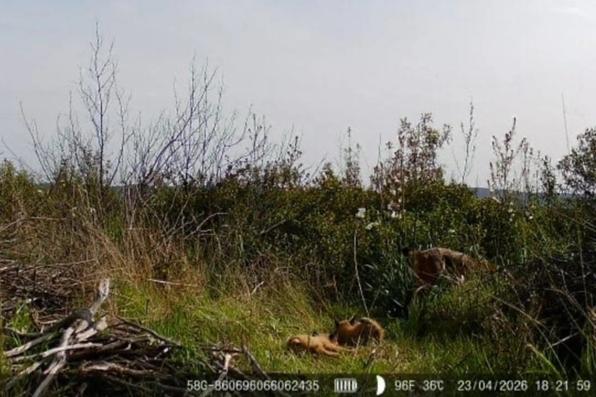 Imagen de la hembra y los dos cachorros captados por una cámara de fototrampeo