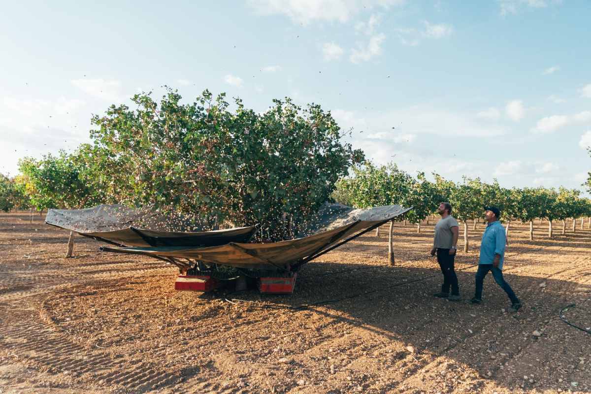 Recogida de pistachos