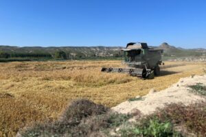 Cultivo de arroz. Foto: JCCM