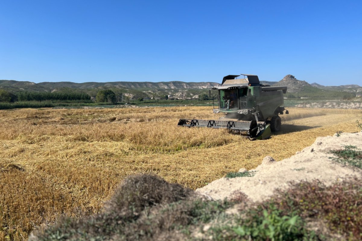 Cultivo de arroz. Foto: JCCM