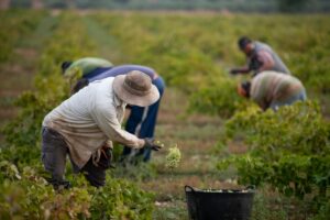Varios jornaleros trabajan en la vendimia en una explotación de La Mancha