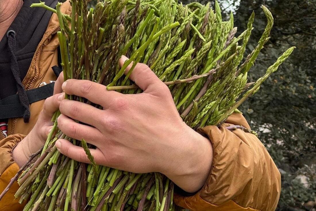 esparragos